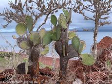 Galapagos-Pflanzen37.jpg